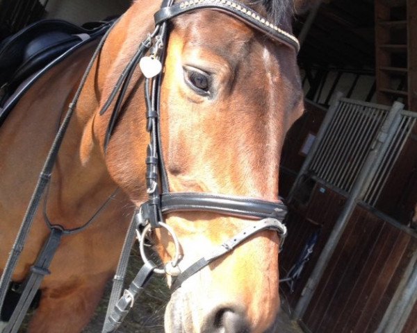 Dressurpferd Sweety 110 (Hannoveraner, 2006, von Sir Savoy)