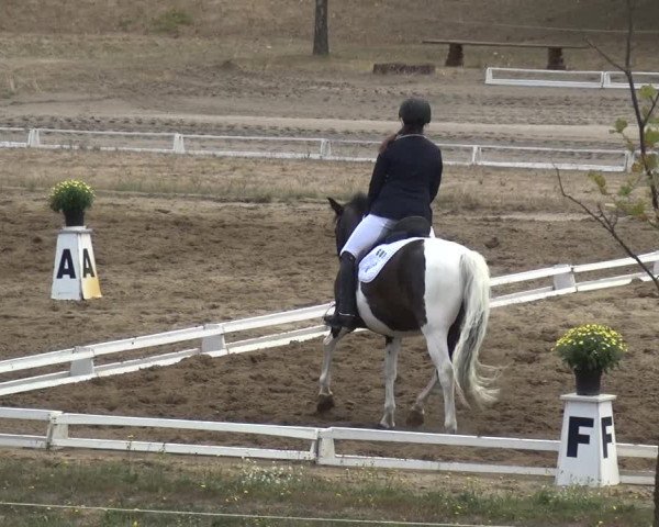 Reitturnier Gardelegen 2018