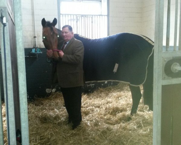 Springhest Lady Pezine OLD (Oldenburger springhest, 2011, fra Lord Pezi)