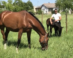 broodmare Chacco Belle (Oldenburg, 2013, from Chacco-Blue)