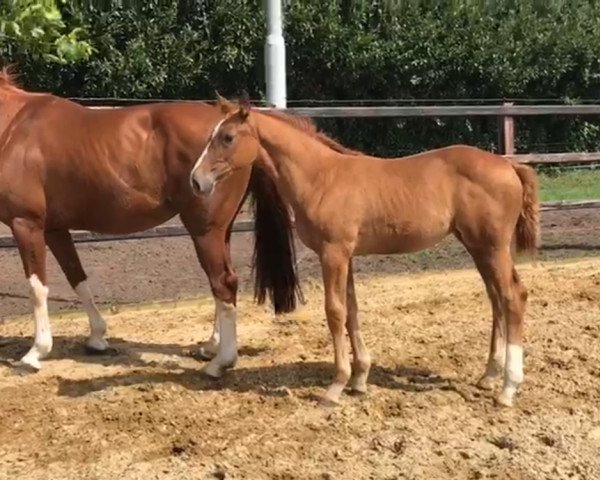 Pferd Tangraf LM (Hannoveraner, 2017, von Tangelo van de Zuuthoeve)