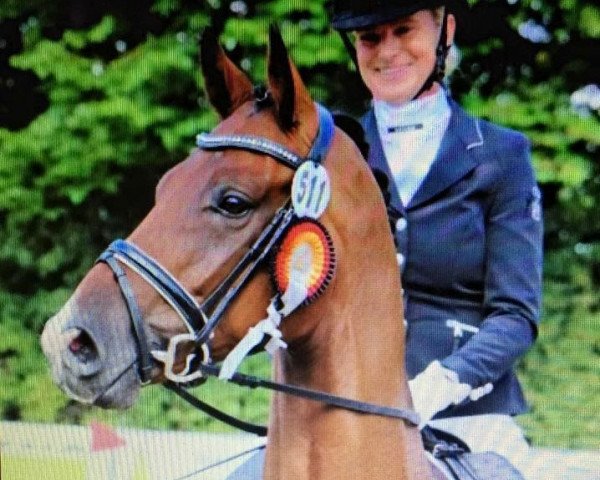 dressage horse Lemony's Loverboy (Hanoverian, 2013, from Lemony's Nicket)