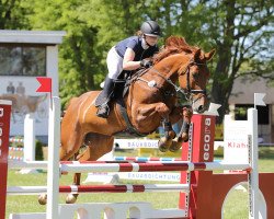 Springpferd Chessna 10 (Deutsches Sportpferd, 2010, von Chap 47)