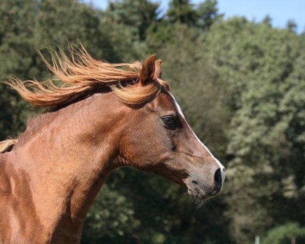 horse Nachyan (Arabian purebred, 1996, from Kruschan Ibn Kantar)