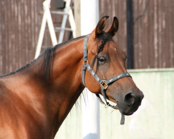 dressage horse Kashmir (Arabian purebred, 1993, from Kruschan Ibn Kantar)
