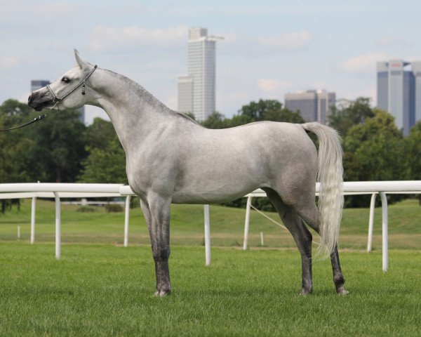 broodmare Kaschina (Arabian purebred, 2005, from Kruschan Ibn Kantar)