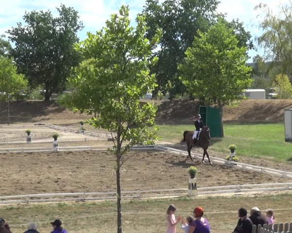 Reitturnier Gardelegen 2018