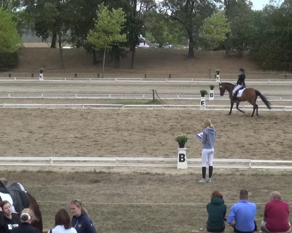Reitturnier Gardelegen 2018