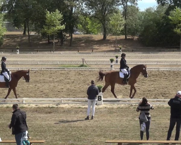 Reitturnier Gardelegen 2018