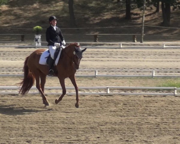 Reitturnier Gardelegen 2018