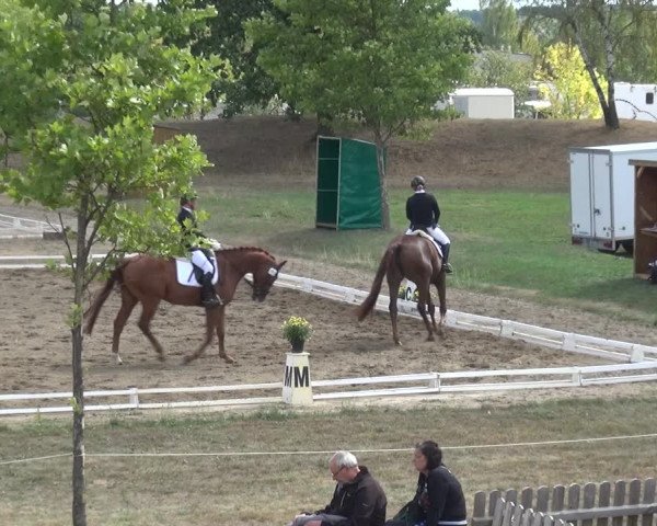 Reitturnier Gardelegen 2018