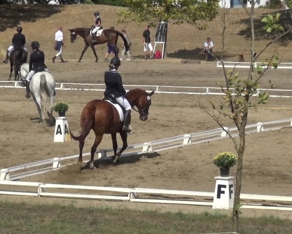 Reitturnier Gardelegen 2018