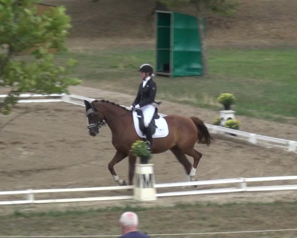 Reitturnier Gardelegen 2018
