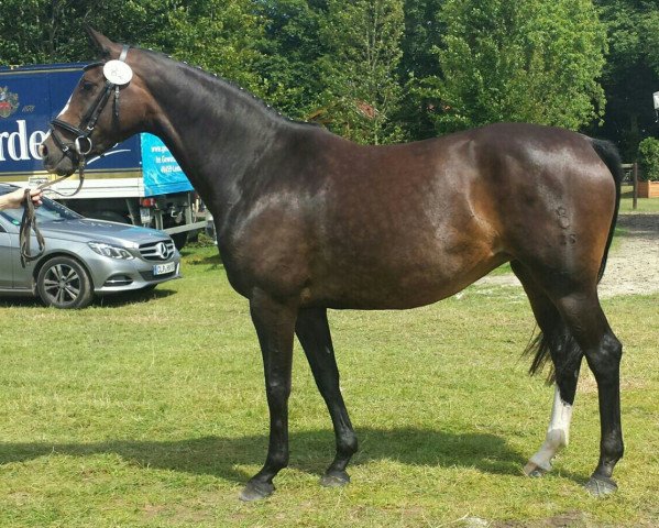 broodmare Cleopatra (Oldenburg, 2009, from Don Romantic) broodmare Cleopatra (Oldenburg, 2009, from Don Romantic)