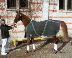 Deckhengst Lucky the Man (Württemberger, 1999, von Le Champion)