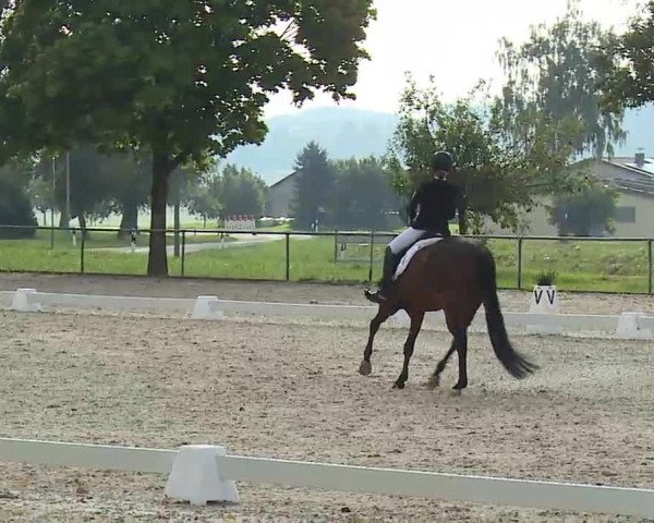 Süddeutsche Ponymeisterschaften Rot am See- Musdorf 2021