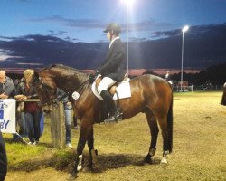 jumper Double-You (KWPN (Royal Dutch Sporthorse), 2003, from Ovidius)