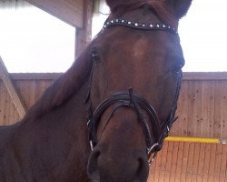 dressage horse Be my Bert (Westphalian, 2006, from Brentano II)