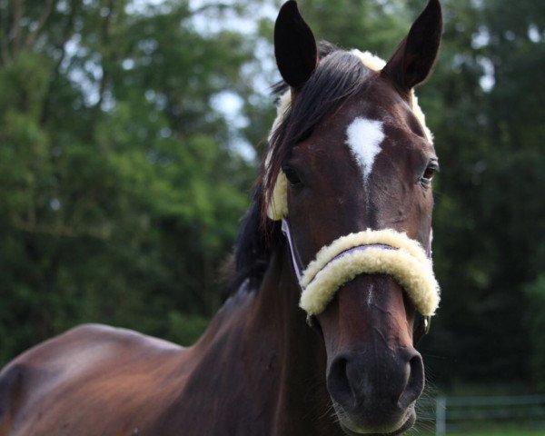 dressage horse Mette 6 (Hanoverian, 2001, from Metternich)