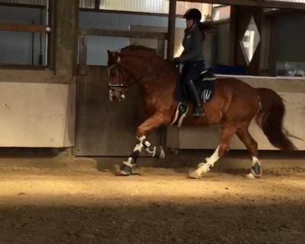dressage horse Wilbert (Hanoverian, 1999, from Westinghouse)