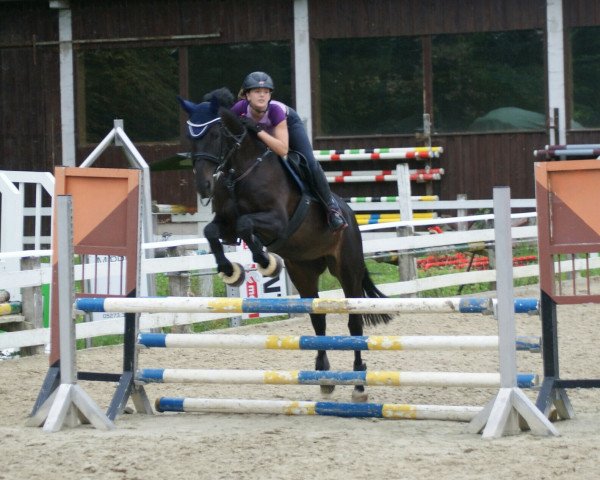jumper Angel 276 (Hanoverian, 2007, from Laudabilis)