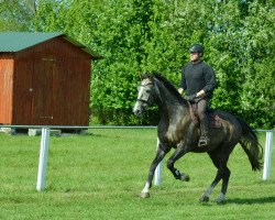 jumper Clemens H 3 (Hanoverian, 2013, from Coupe de Coeur 2)