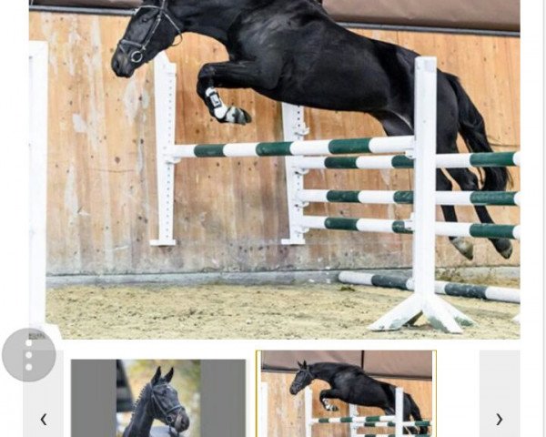 dressage horse Lady Count Up (Hanoverian, 2012, from Count Up) dressage horse Lady Count Up (Hanoverian, 2012, from Count Up)