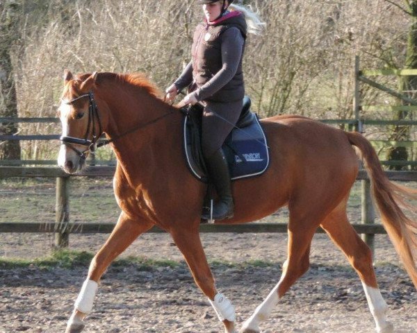 horse Risikoo (Oldenburg, 2012, from Rittmeister)