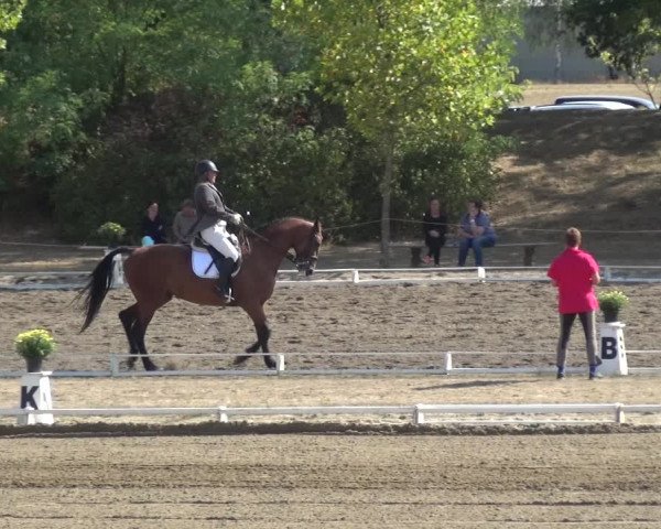 Reitturnier Gardelegen 2018