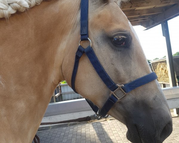 broodmare Abby (Haflinger, 2009, from Alando)