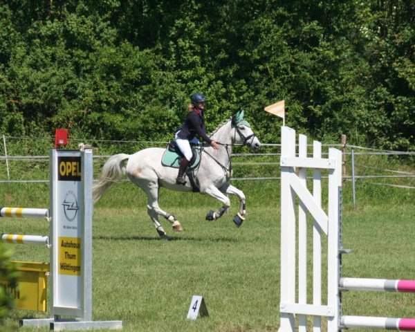 jumper Leo 577 (Czech Warmblood, 2004, from 299 Przedswit XVI-12) jumper Leo 577 (Czech Warmblood, 2004, from 299 Przedswit XVI-12)