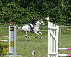 Springpferd Leo 577 (Tschechisches Warmblut, 2004, von 299 Przedswit XVI-12)