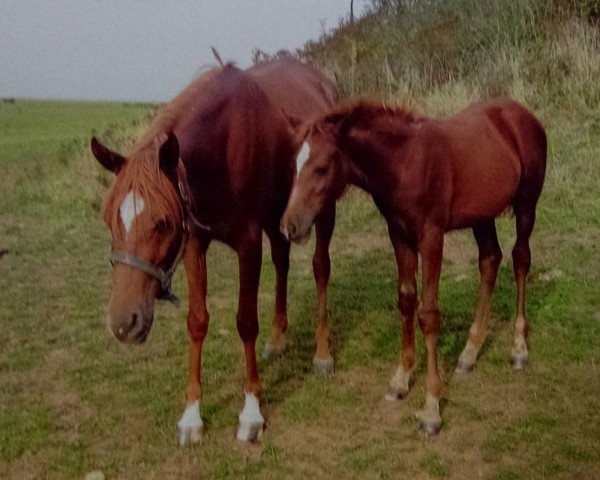 broodmare WP Tavira EAO (Arabian purebred, 2003, from Ma Manaya's Pas EAO)