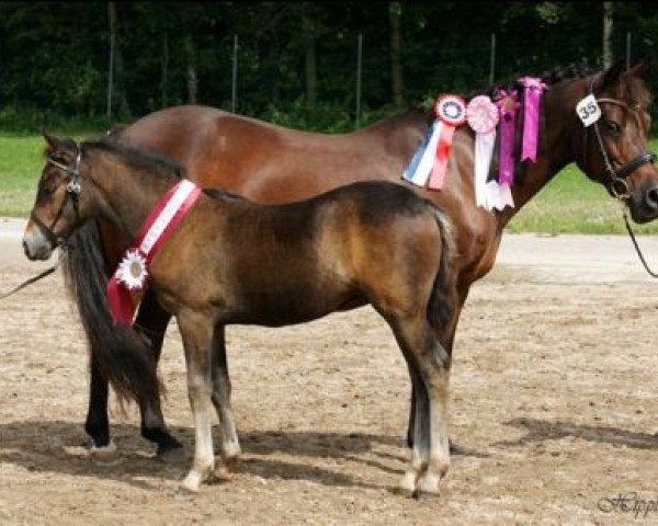 broodmare Storådalens Cecilie (New Forest Pony,  , from Bavian)