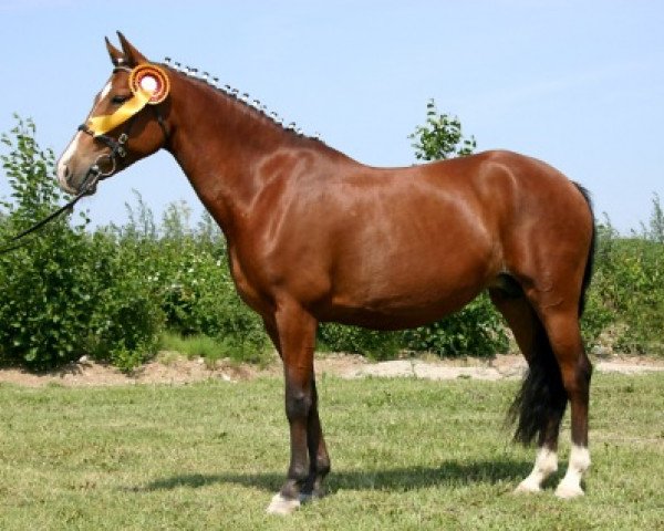 broodmare Flintdales Merci (New Forest Pony, 1995, from Anydale Martien)