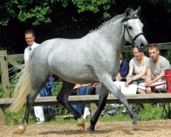 Zuchtstute Elmholts diamant (New-Forest-Pony, 2002, von Pedro)