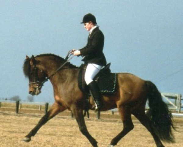 stallion Firfod Frigear (New Forest Pony, 1991, from Roløkke Swallow) stallion Firfod Frigear (New Forest Pony, 1991, from Roløkke Swallow)