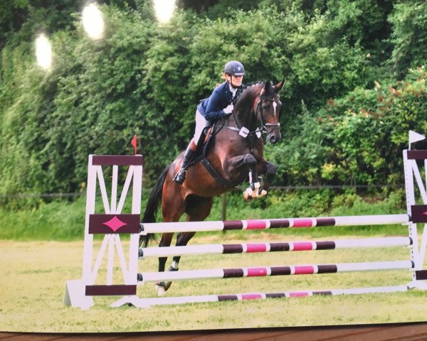jumper Cavallino 40 (Hanoverian, 2011, from Chivas)