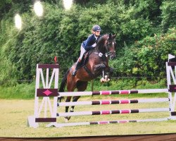 jumper Cavallino 40 (Hanoverian, 2011, from Chivas)