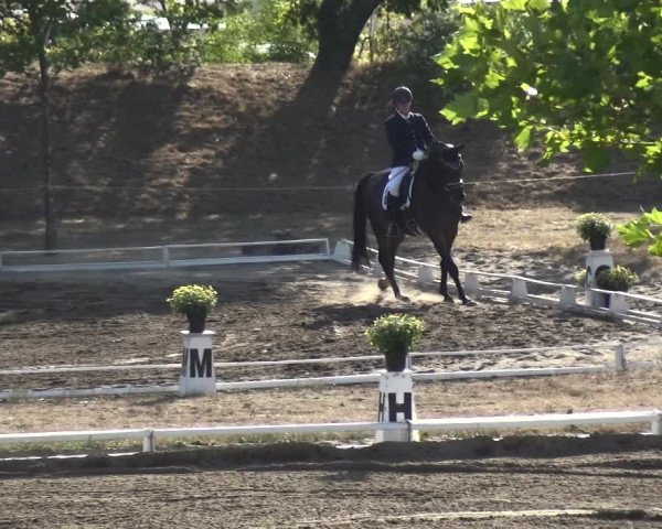 Reitturnier Gardelegen 2018