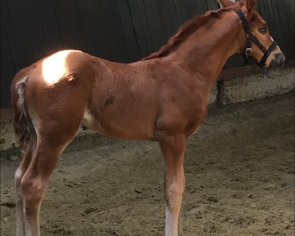 Pferd noch kein Namen (Rheinländer, 2017, von Carridam)