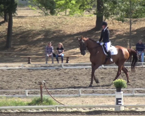 Reitturnier Gardelegen 2018