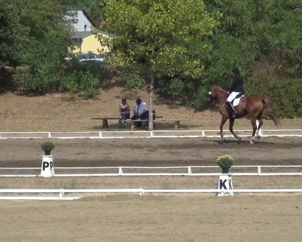 Reitturnier Gardelegen 2018