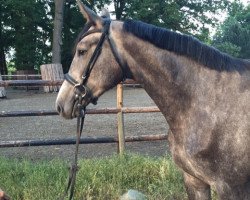 broodmare Chenoa (Hanoverian, 2012, from Cassini II)