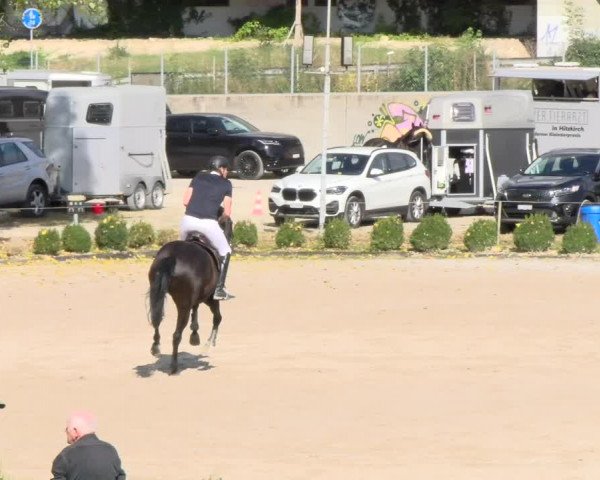 Reitturnier Basel Schänzli 2021