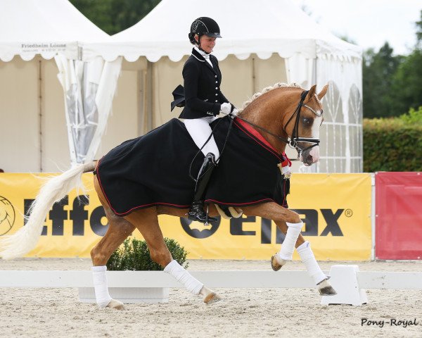 Deckhengst Herzkönig NRW (Deutsches Reitpony, 2013, von Helios B)