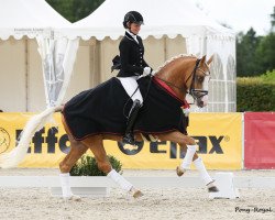stallion Herzkönig NRW (German Riding Pony, 2013, from Helios B)