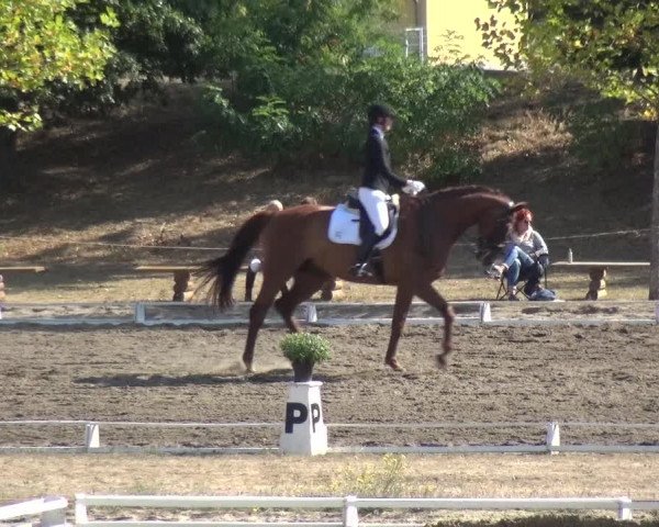 Reitturnier Gardelegen 2018