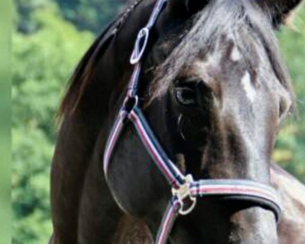 horse Elaine (Hanoverian, 2007, from Escudo I)
