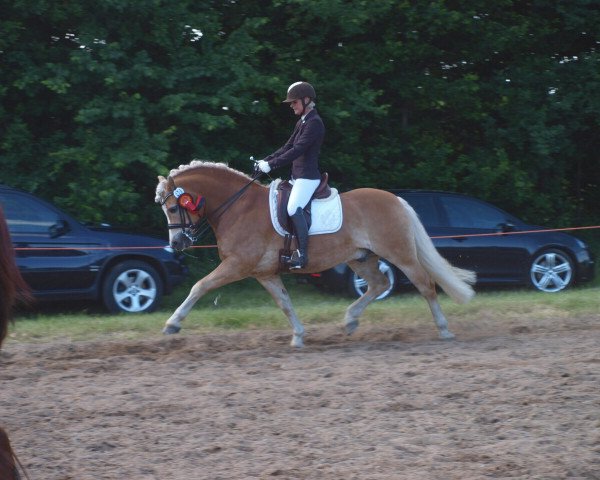 dressage horse Red Summer (3,32% ox) (Haflinger, 2008, from Sonnenstrahl (0,39% ox))